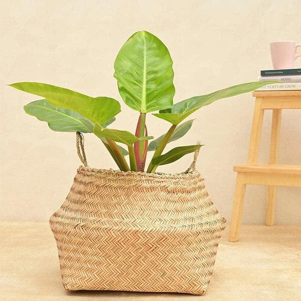 Buy Ugaoo Sitalpati Planter - 38 CM at Vaaree online | Beautiful Pots & Planters to choose from