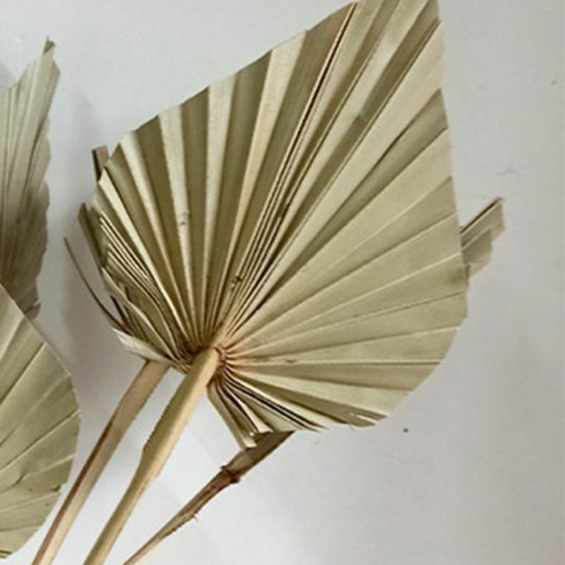 Buy Trovio Naturally Dried Palm Leaf (Beige) - Set Of Five Artificial Flowers from Vaaree