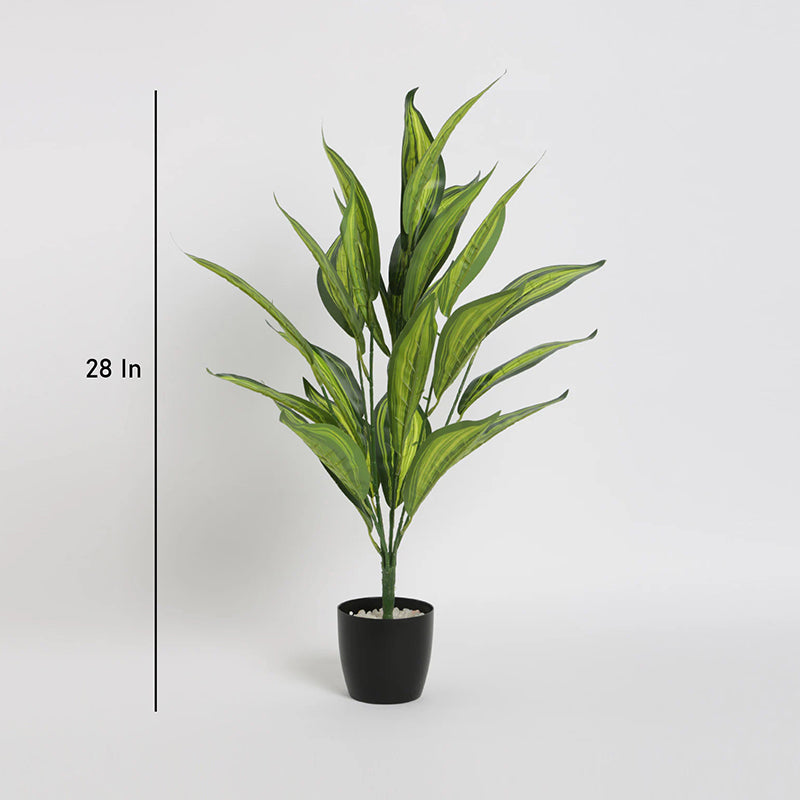 Artificial Plants - Faux Norma Corton Plant With Pot - 2.2 Feet