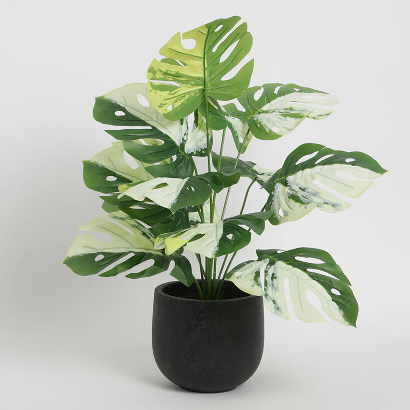 Artificial Plants - Faux Green & White Monstera Obliqua Plant - 55 Cms