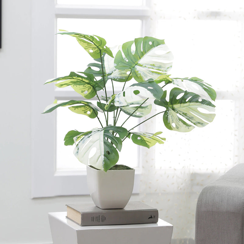 Artificial Plants - Faux Green & White Monstera Obliqua Plant - 55 Cms