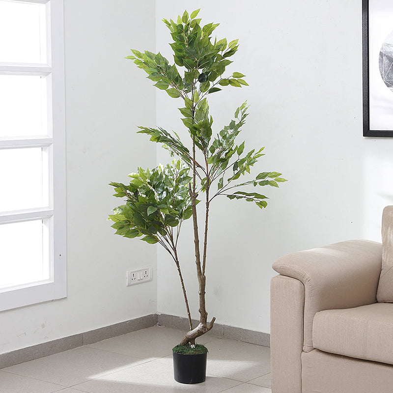 Buy Faux Weeping Fig Tree - 5.9 Feet Artificial Plants from Vaaree