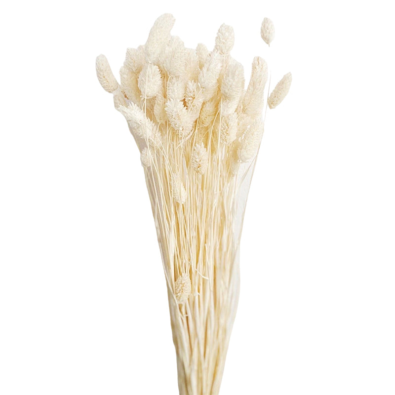 Buy Dried Phalaris Flower Stick (White) - Set of Thirty Artificial Flowers from Vaaree