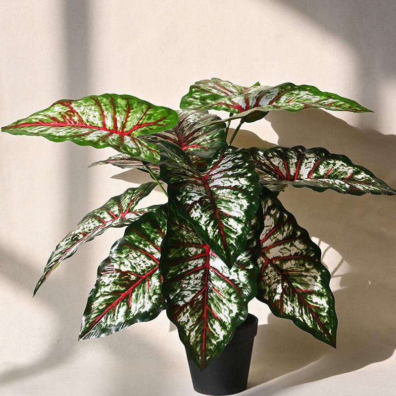 Buy Faux Everlasting Tropical Caladium Plant With Pot - 2.2 Feet Artificial Plants from Vaaree