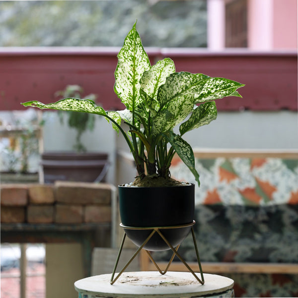 Buy Nuksa Zig Zag Planter - Black Pots & Planters from Vaaree