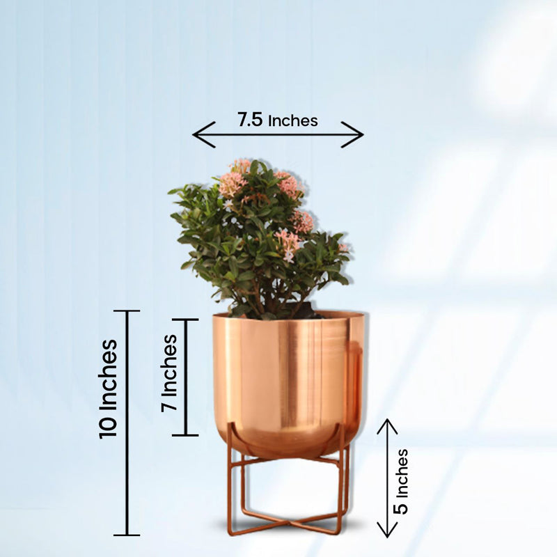 Buy Zeren Olive Planter - Rose Gold Pots & Planters from Vaaree