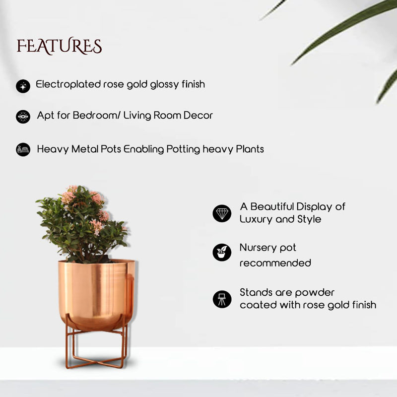 Buy Zeren Olive Planter - Rose Gold Pots & Planters from Vaaree