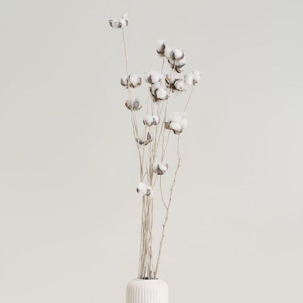 Artificial Flowers - Cuzi Dried Cotton Stick (White) - Set Of Fifteen Pods