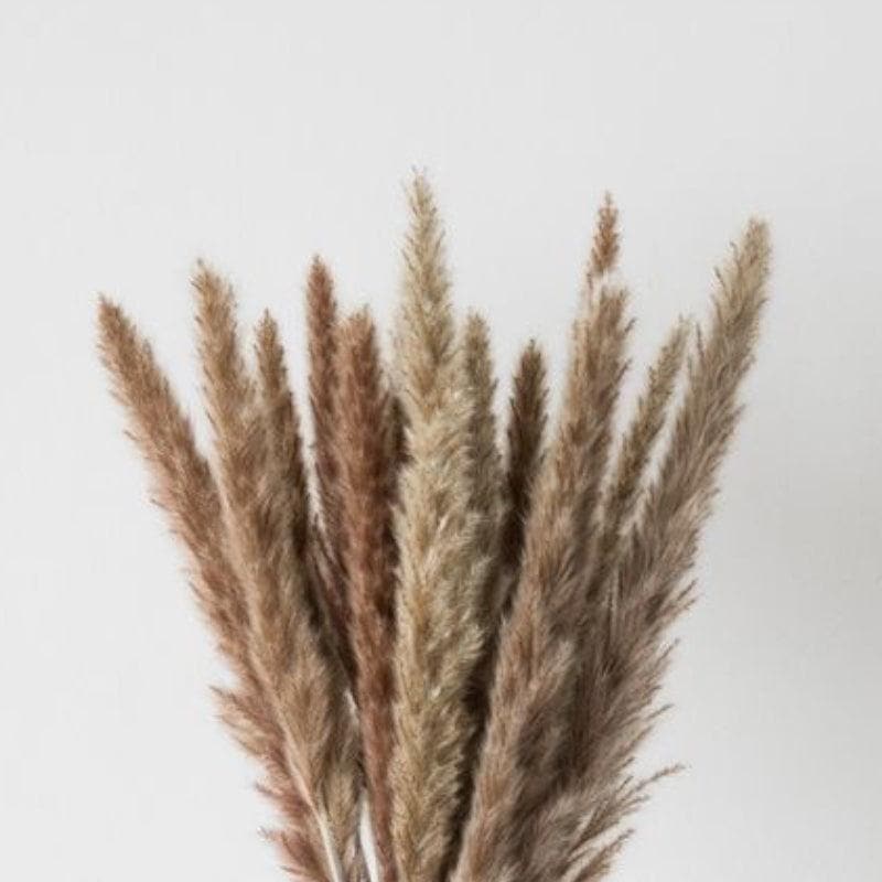 Buy Mini Naturally Dried Pampas (Brown) - Set Of Ten Artificial Flowers from Vaaree