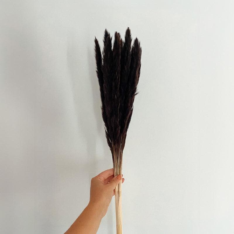 Buy Mini Naturally Dried Pampas Stems (Black) - Set Of Ten Artificial Flowers from Vaaree