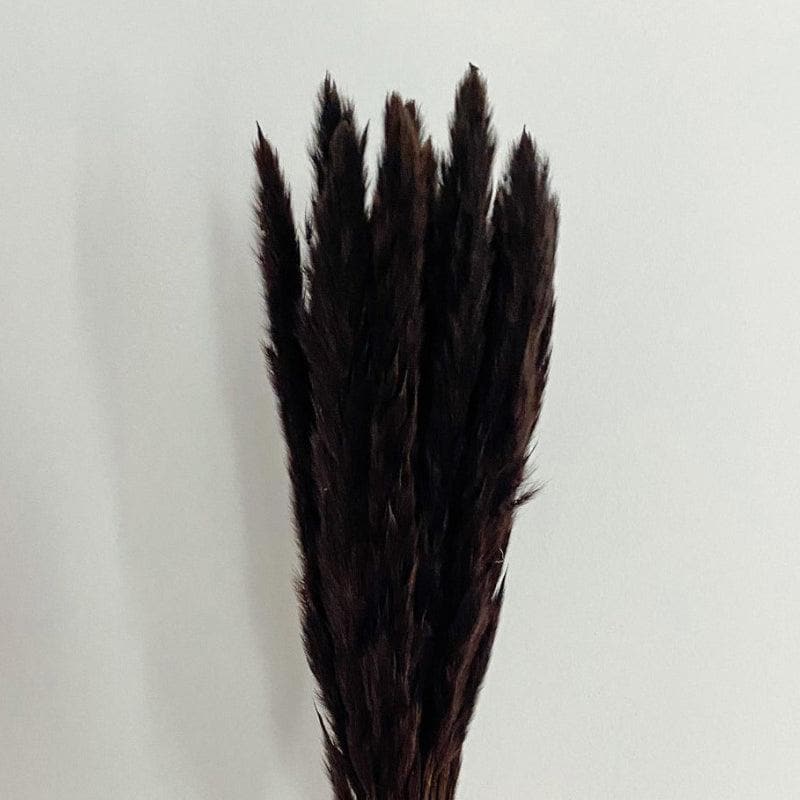 Buy Mini Naturally Dried Pampas Stems (Black) - Set Of Ten Artificial Flowers from Vaaree