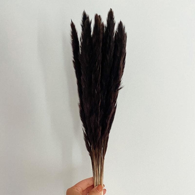Artificial Flowers - Mini Naturally Dried Pampas Stems (Black) - Set Of Ten