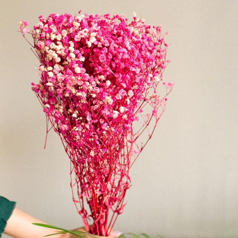 Buy Naturally Dried Baby Breath Gypsophila Stems (Pink) - Set Of Five Artificial Flowers from Vaaree