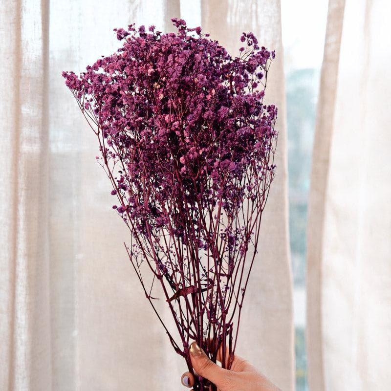 Buy Naturally Dried Baby Breath Gypsophila Stems (Purple) - Set Of Five Artificial Flowers from Vaaree