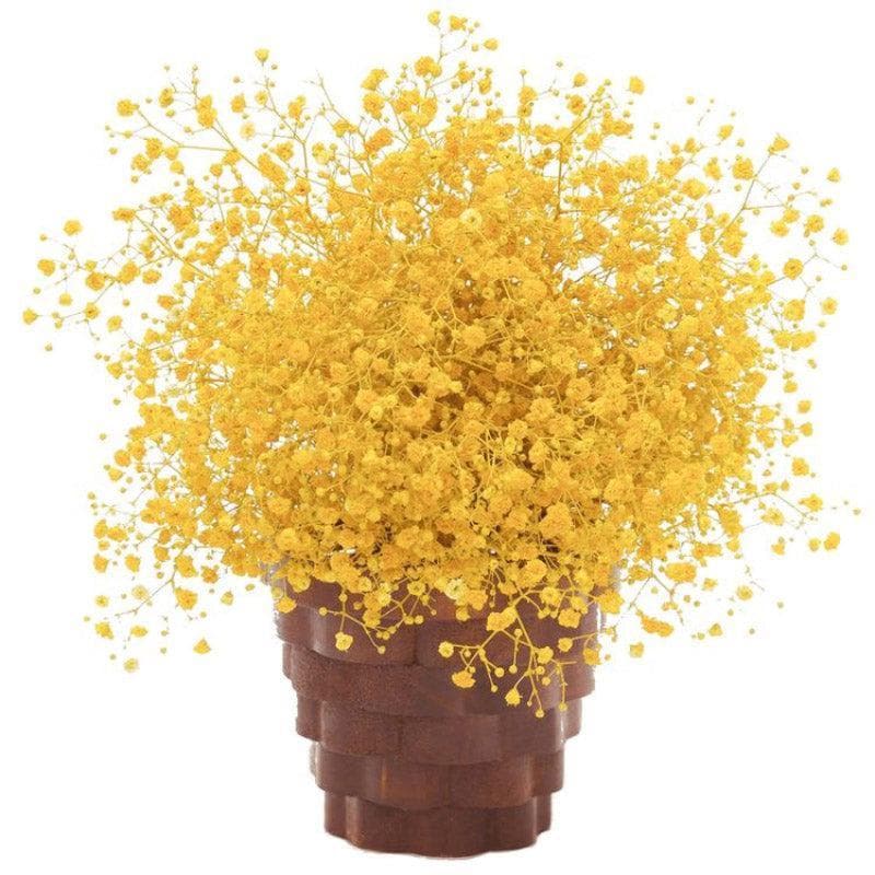 Buy Naturally Dried Baby Breath Gypsophila Stems (Yellow) - Set Of Five Artificial Flowers from Vaaree