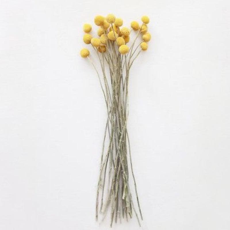 Buy Naturally Dried Billy Ball And Eucalyptus Flower Bunch - Set Of Fifteen Artificial Flowers from Vaaree