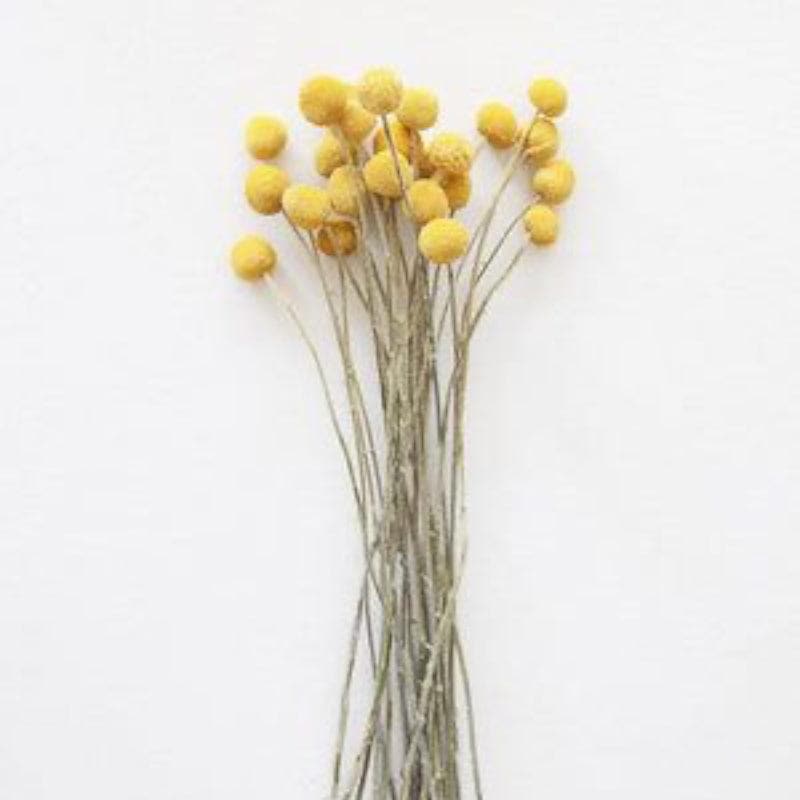 Buy Naturally Dried Billy Ball And Eucalyptus Flower Bunch - Set Of Fifteen Artificial Flowers from Vaaree