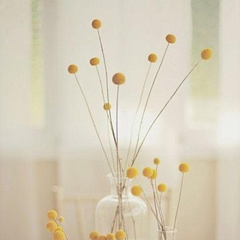 Buy Naturally Dried Billy Pompom Ball Stems - Set Of Ten Artificial Flowers from Vaaree