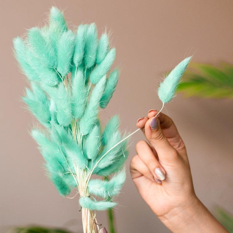 Buy Naturally Dried Bunny Tail Stems (Mint Green) - Set Of Fifty Artificial Flowers from Vaaree