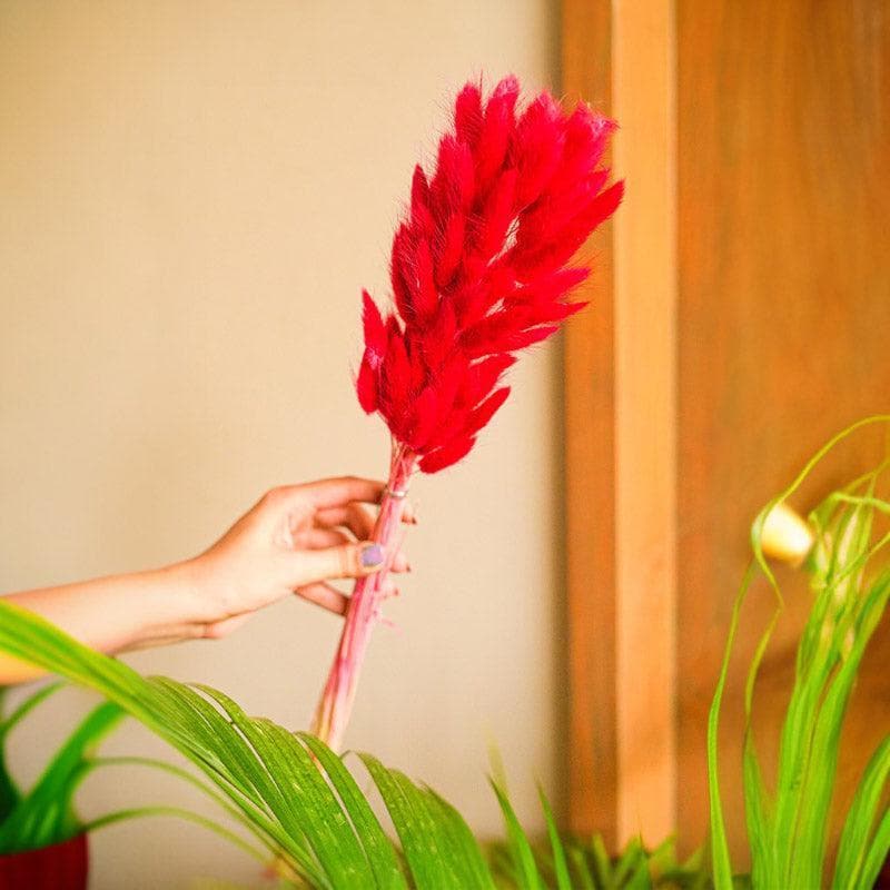 Artificial Flowers - Naturally Dried Bunny Tail Stems (Red) - Set Of Fifty
