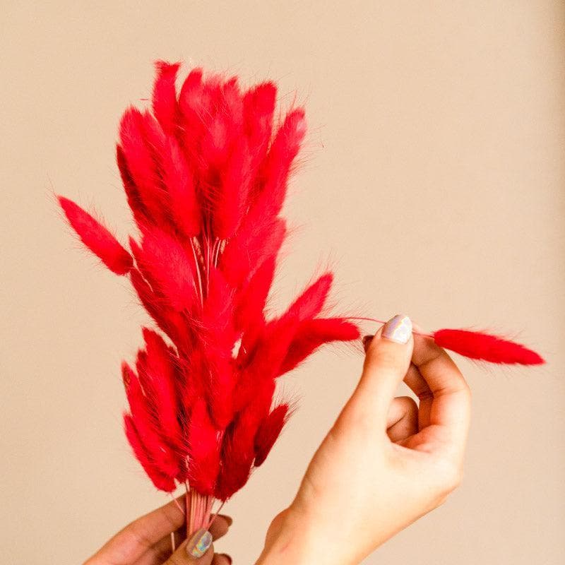 Buy Naturally Dried Bunny Tail Stems (Red) - Set Of Fifty Artificial Flowers from Vaaree