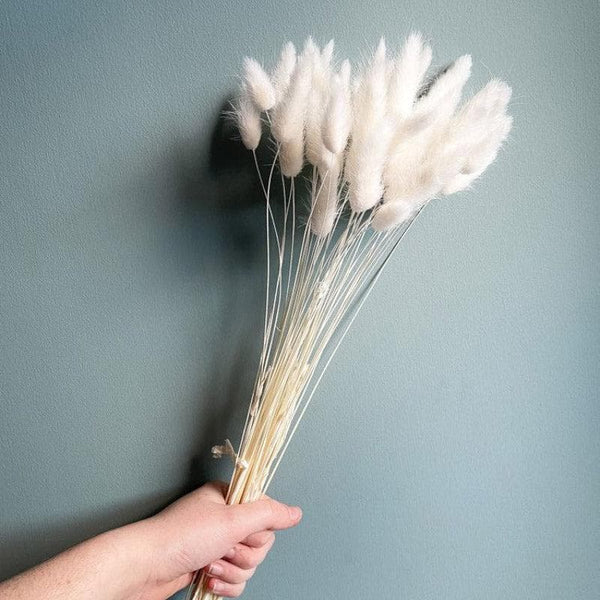 Artificial Flowers - Naturally Dried Bunny Tail Stems (White) - Set Of Thirty