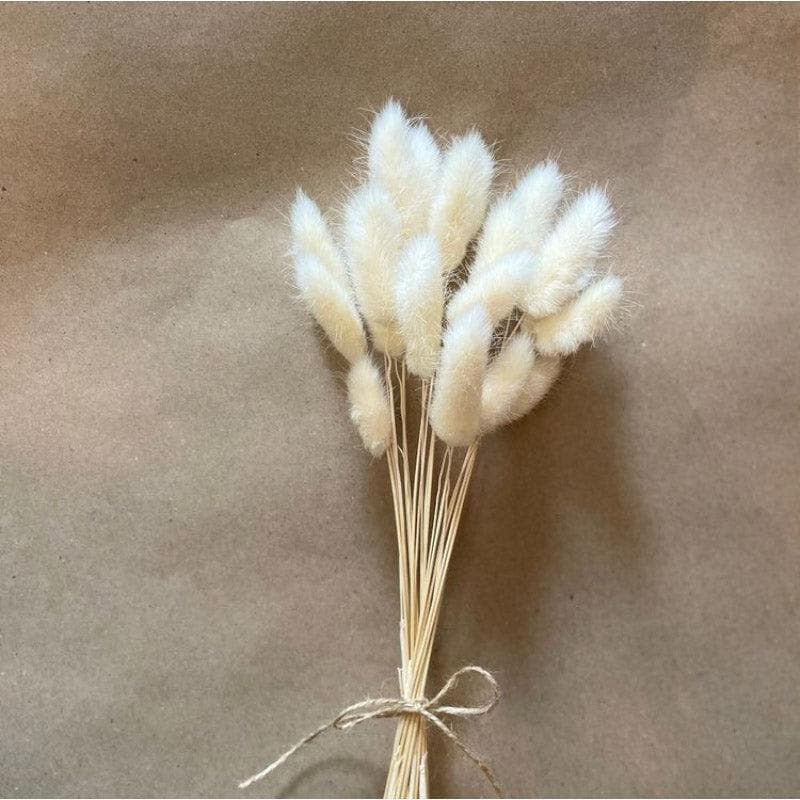 Buy Naturally Dried Bunny Tail Stems (White) - Set Of Thirty Artificial Flowers from Vaaree