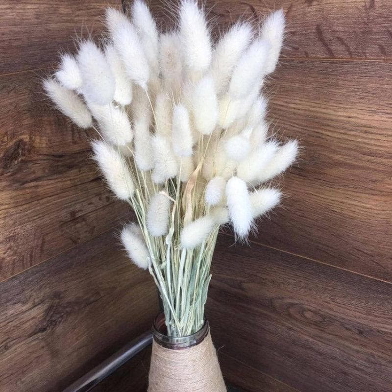 Buy Naturally Dried Bunny Tail Stems (White) - Set Of Thirty Artificial Flowers from Vaaree