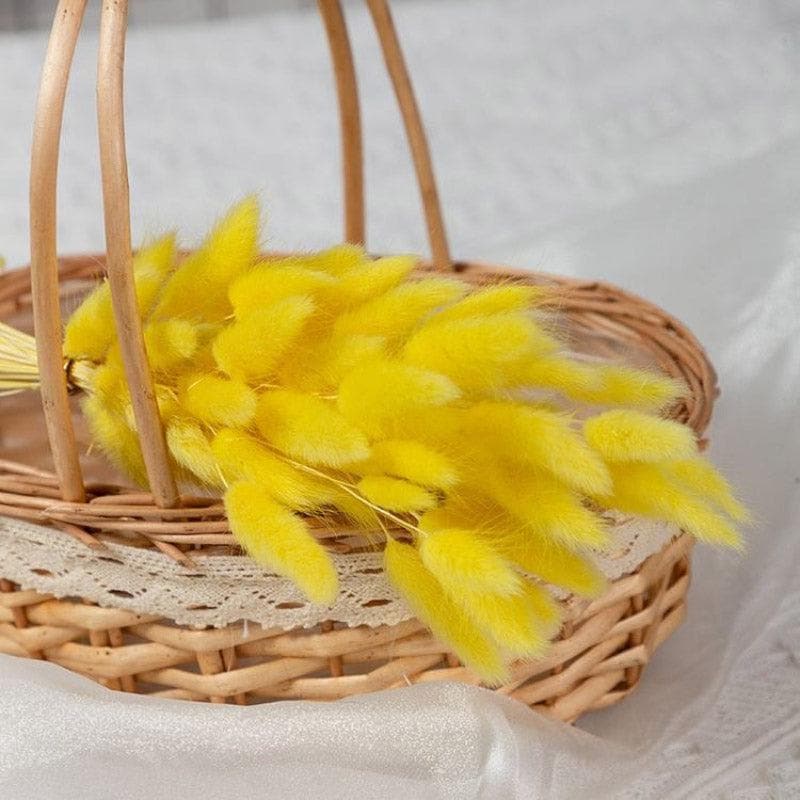 Buy Naturally Dried Bunny Tail Stems (Yellow) - Set Of Fifty Artificial Flowers from Vaaree