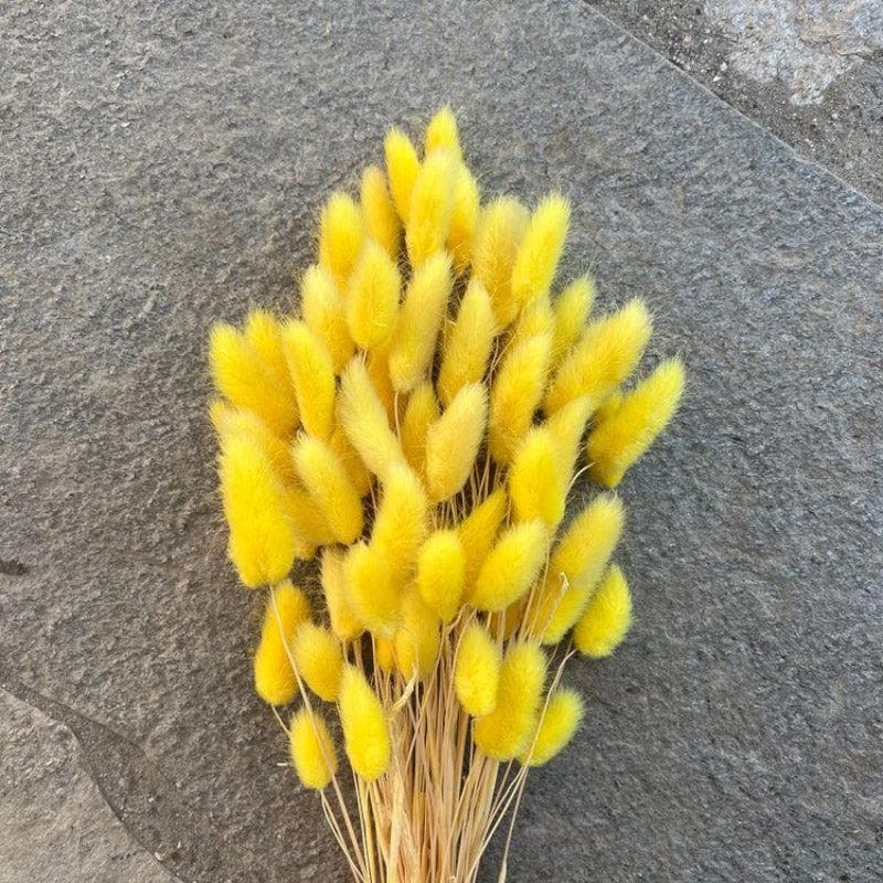 Buy Naturally Dried Bunny Tail Stems (Yellow) - Set Of Fifty Artificial Flowers from Vaaree