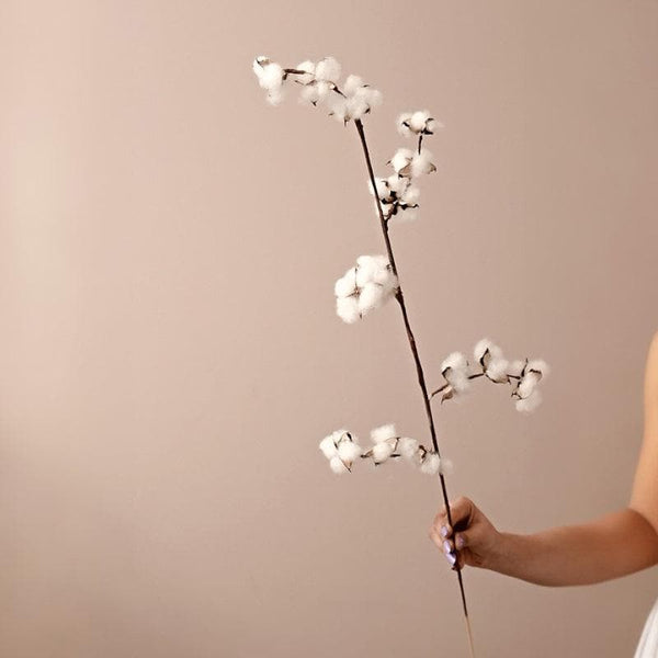 Artificial Flowers - Naturally Dried Cotton Sticks - Set Of Five