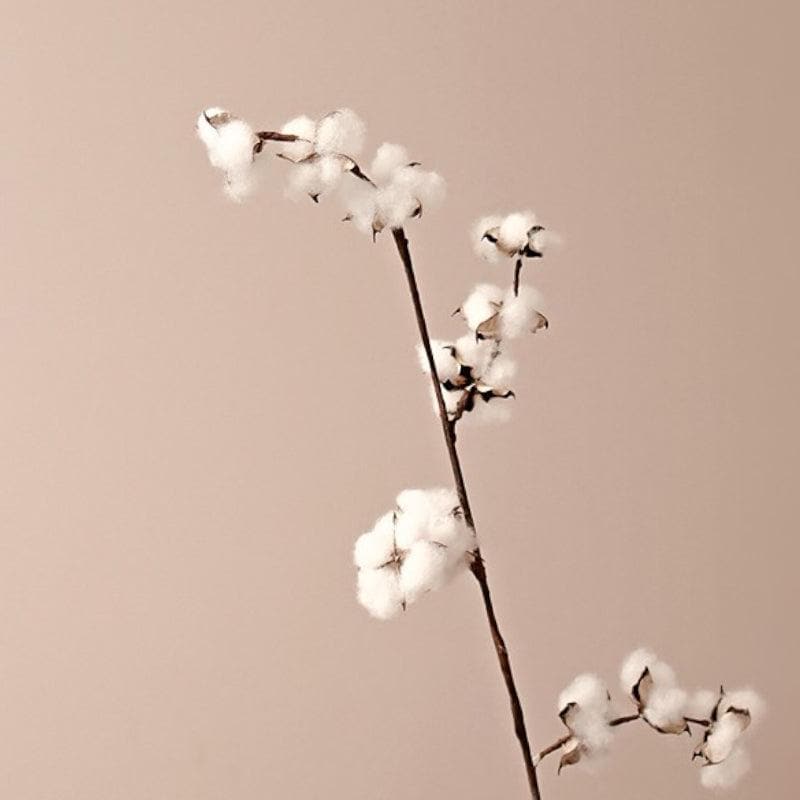 Buy Naturally Dried Cotton Sticks - Set Of Five Artificial Flowers from Vaaree