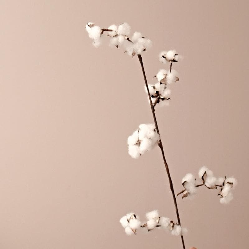 Buy Naturally Dried Cotton Sticks - Set Of Five Artificial Flowers from Vaaree