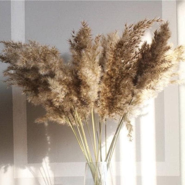 Buy Artificial Flowers - Naturally Dried Pampas Stems (Brown) - Set Of Ten at Vaaree online