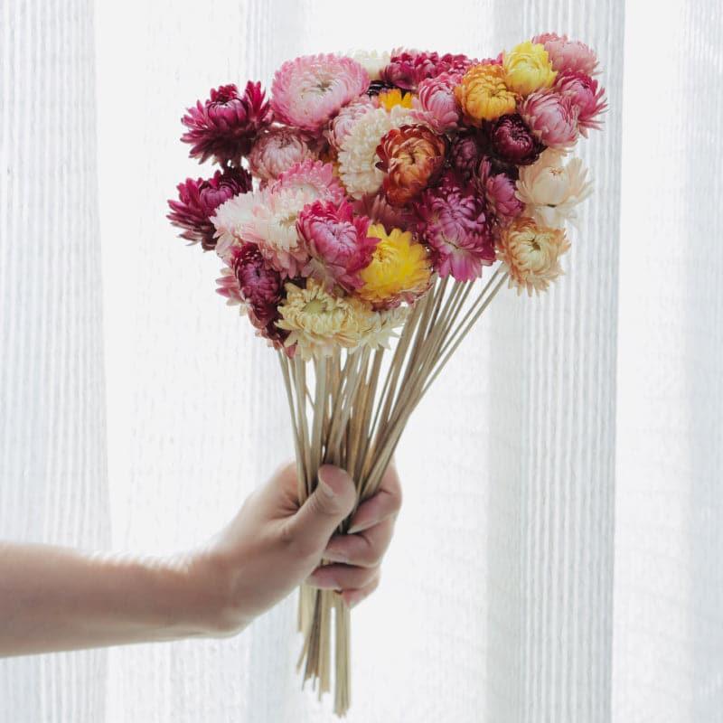 Buy Naturally Dried Chrysanthemum Straw Stems - Set Of Twenty Five Artificial Flowers from Vaaree