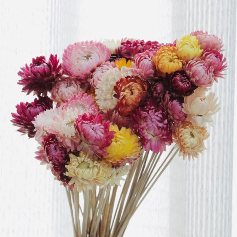 Buy Naturally Dried Chrysanthemum Straw Stems - Set Of Twenty Five Artificial Flowers from Vaaree