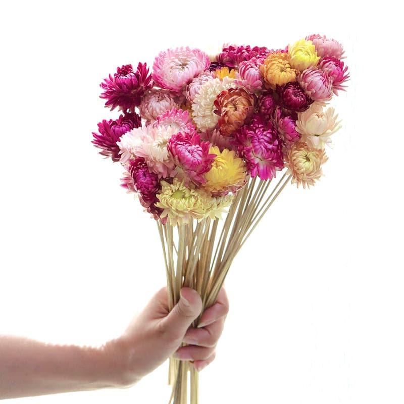 Buy Naturally Dried Chrysanthemum Straw Stems - Set Of Twenty Five Artificial Flowers from Vaaree