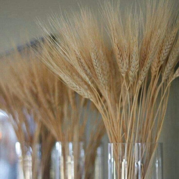 Artificial Flowers - Naturally Dried Wheat Grass Stems - Set Of Thrirty