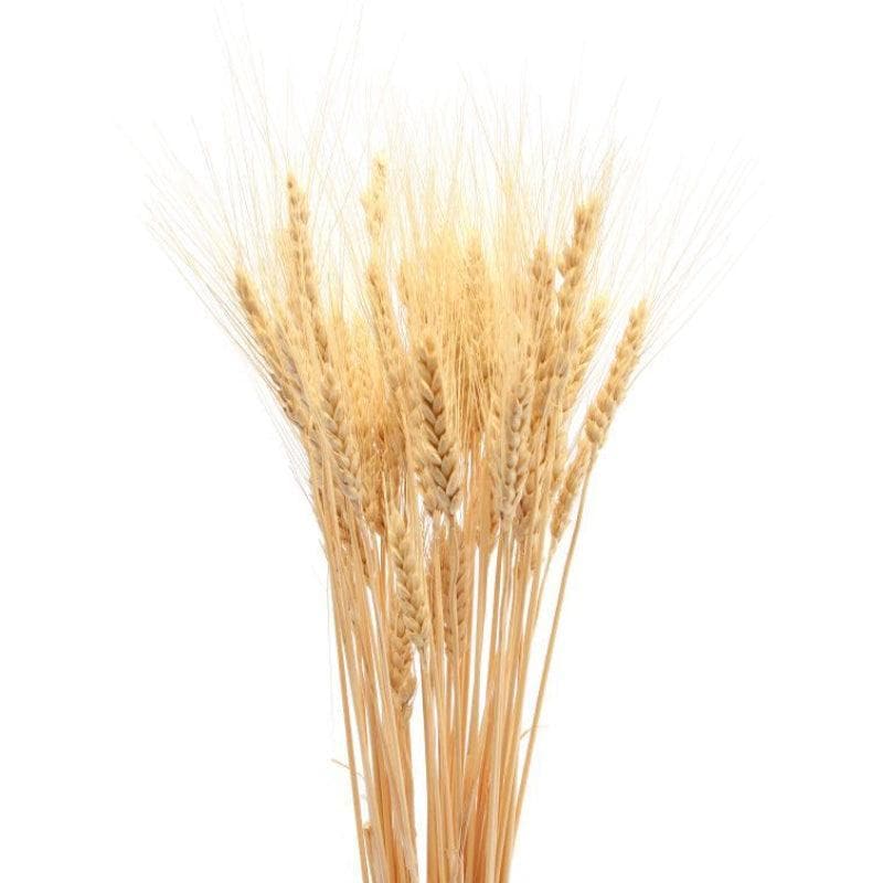 Buy Naturally Dried Wheat Grass Stems - Set Of Thrirty Artificial Flowers from Vaaree