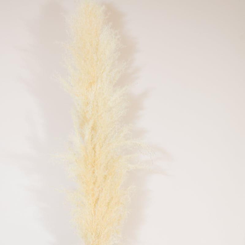 Artificial Flowers - Pomi Naturally Dried Pampas Stick (Cream) - Set Of Five
