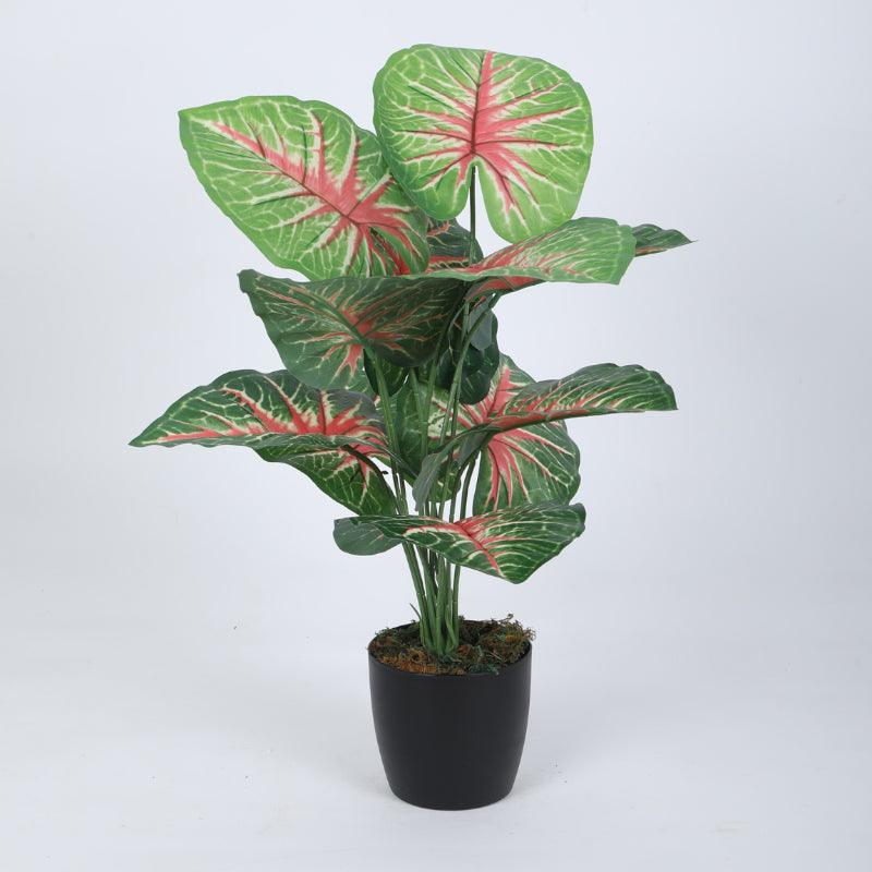 Buy Faux Aglonema Silk Plant With Pot - 55 cms Artificial Plants from Vaaree