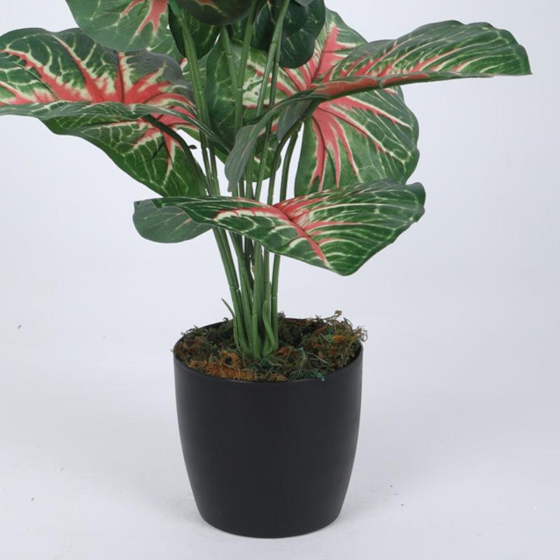 Buy Faux Aglonema Silk Plant With Pot - 55 cms Artificial Plants from Vaaree