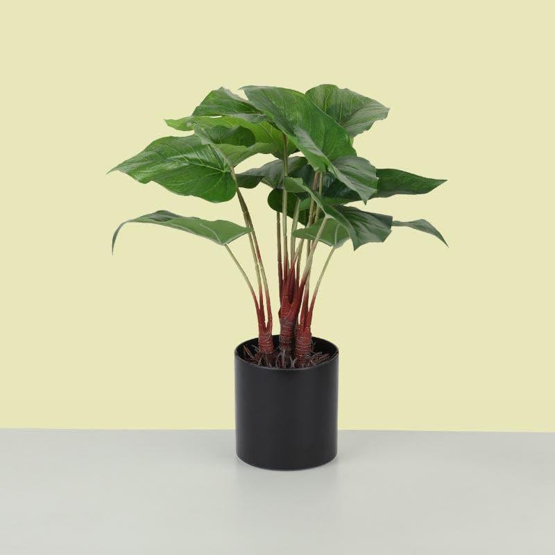 Buy Faux Anthurium Bonsai In Plastic Pot (43 cms) - Big Artificial Plants from Vaaree