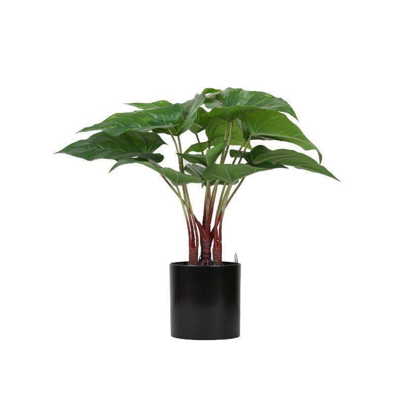 Buy Faux Anthurium Bonsai In Plastic Pot (43 cms) - Big Artificial Plants from Vaaree