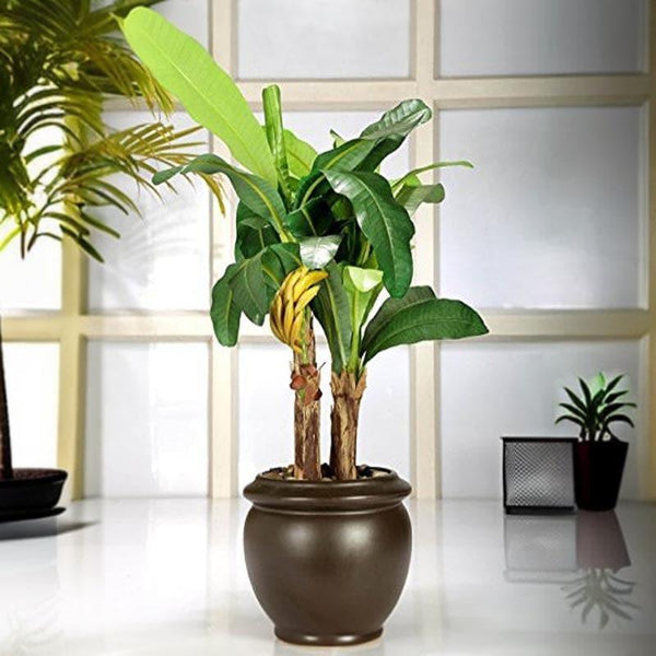 Artificial Plants - Faux Banana Bonsai In Ceramic Pot (16 cms) - Big
