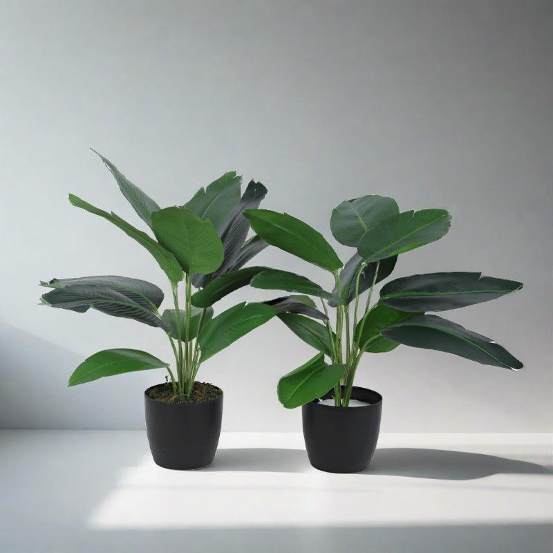 Artificial Plants - Faux Banana Plant With Pot (55 cms) - Set Of Two