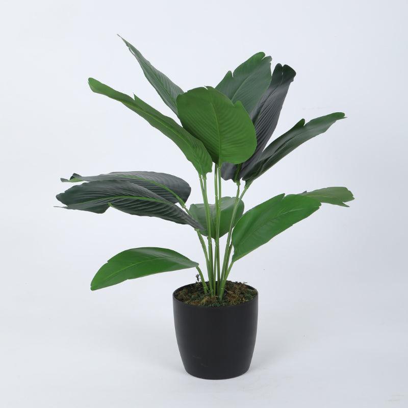 Artificial Plants - Faux Banana Plant With Pot (55 cms) - Set Of Two