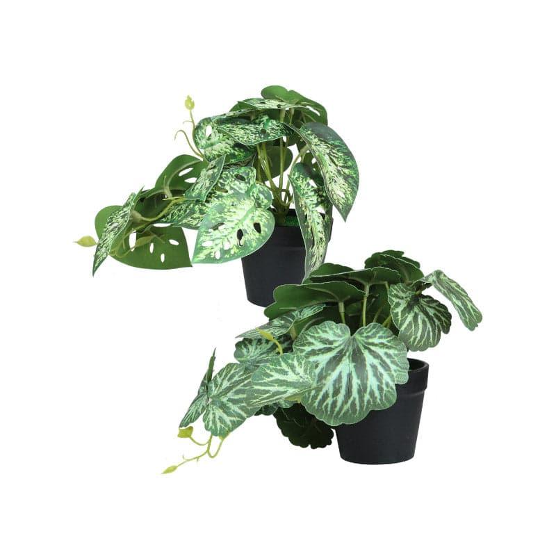 Artificial Plants - Faux Begonia Plant (18 cms) - Set Of Two