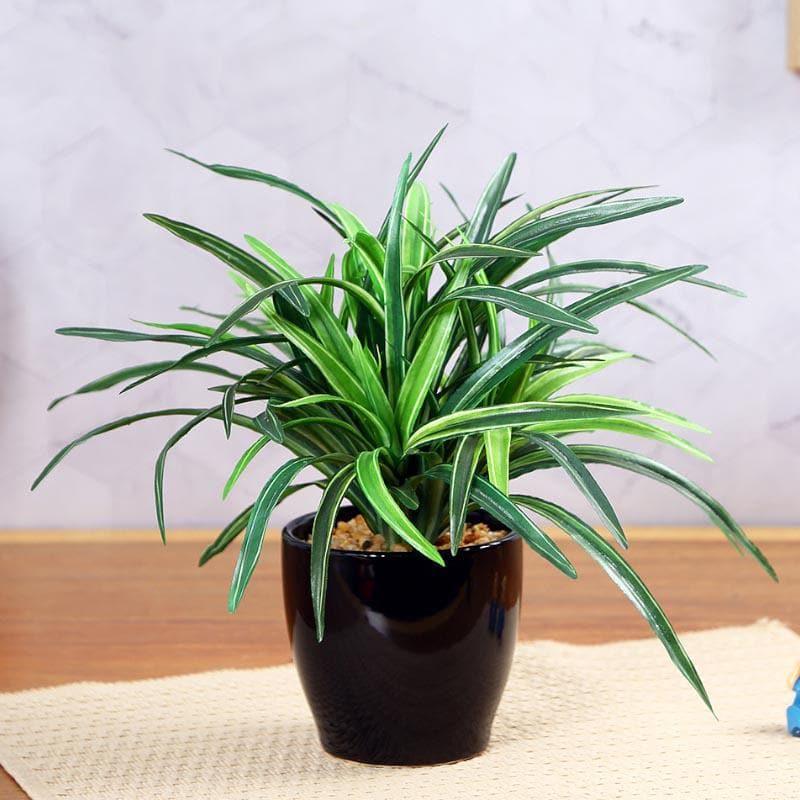 Buy Faux Big Dracaena Bonsai (27 cms) - Green Artificial Plants from Vaaree