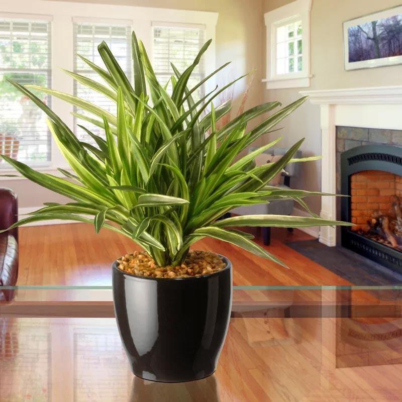 Artificial Plants - Faux Big Dracaena Bonsai (27 cms) - White